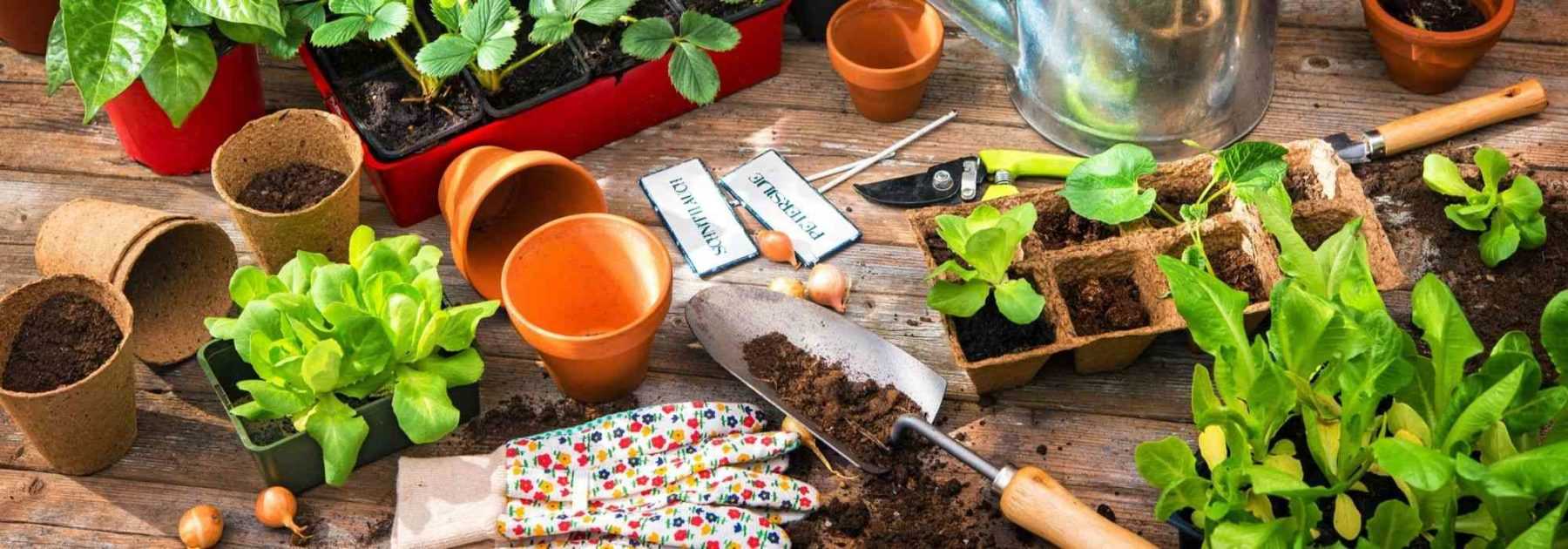 Engrais naturel : 10 façons de prendre soin de vos plantes et du