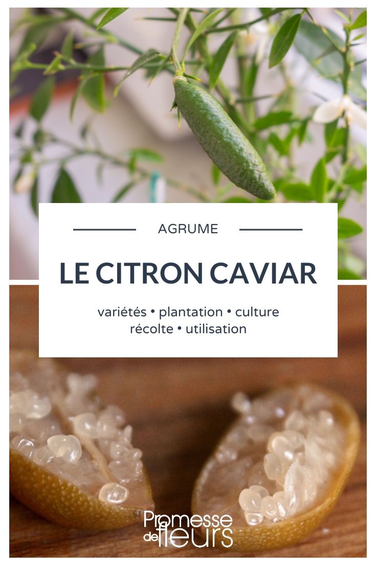 Le Citron-Caviar : Un agrume rare et très tendance !