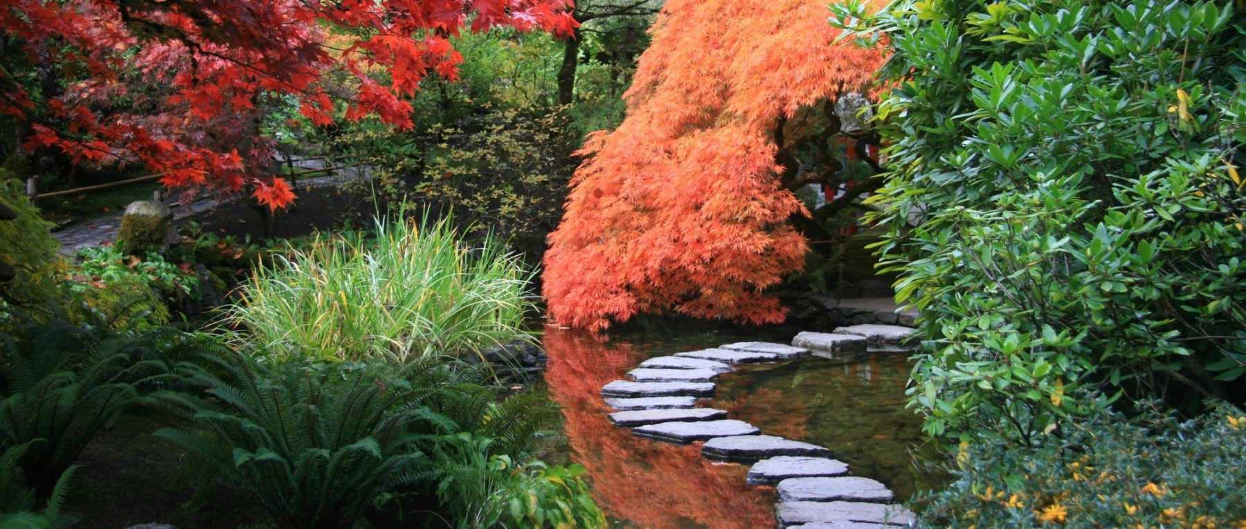 10 plantes vivaces pour jardin japonais