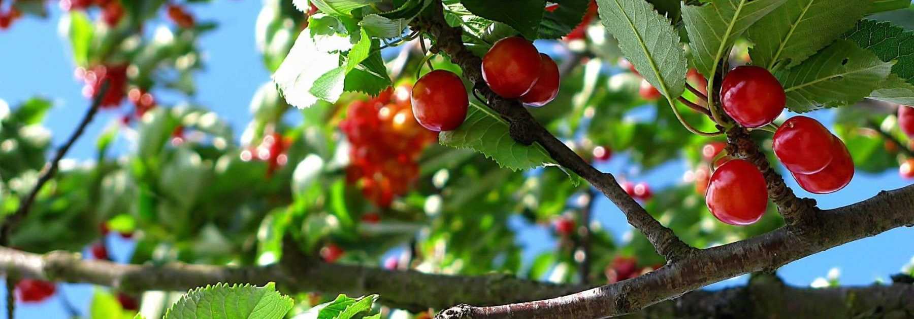 Taille, Plantation & Entretien du Cerisier l Entretien de Jardin