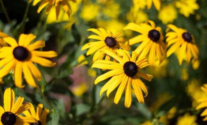 Fleurs Jaunes 10 Plantes Vivaces Quil Faut Avoir Dans Son Jardin