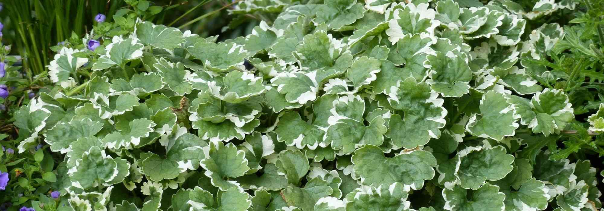 Glechoma hederacea, lierre terrestre : plantation, entretien, propriétés