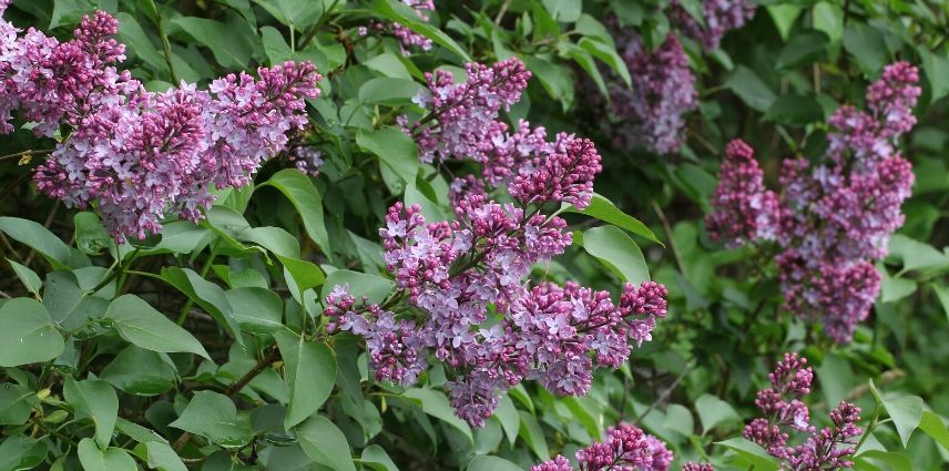 Comment Faire Une Bouture De Lilas - Les Explications