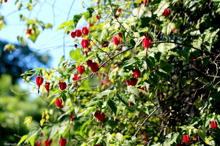 protéger l'abutilon en hiver