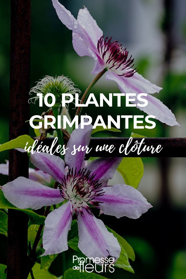 10 plantes grimpantes idéales pour habiller les clôtures