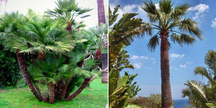 Pour profiter d'un palmier à l'intérieur, ce sont ces variétés faciles  qu'il faut choisir