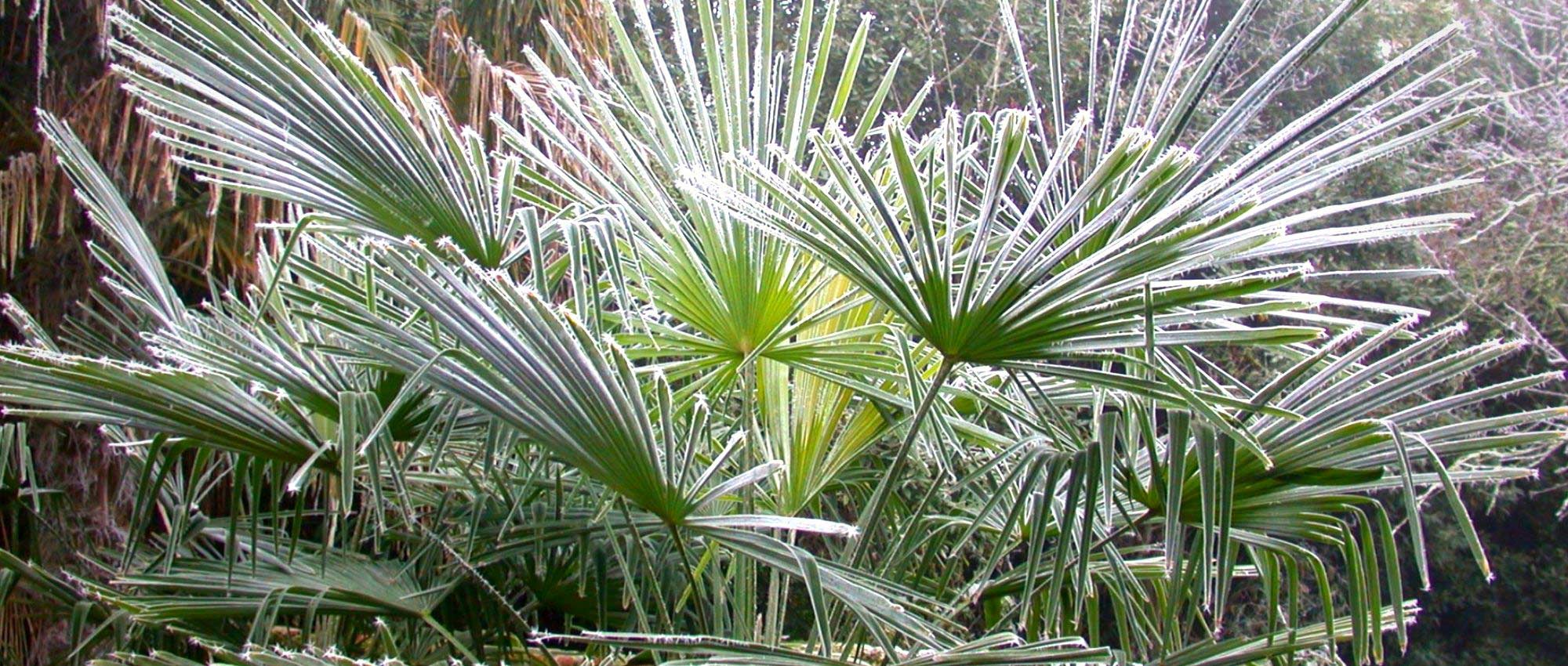 Comment bien protéger un palmier contre le froid ? - Palmiers et Compagnie