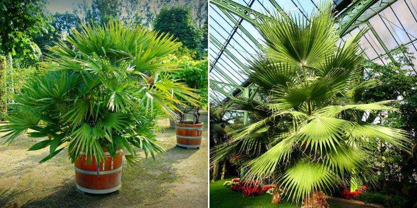 Comment protéger un palmier en hiver ? Les bonnes étapes