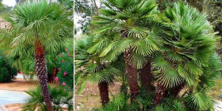 Palmier resistant au froid : 7 espèces rustiques à planter partout en ...