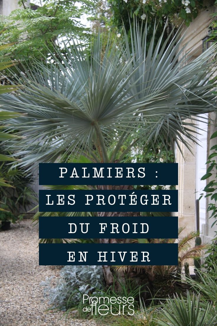 Protection hivernale des plantes, protection hivernale des racines de  palmier, couverture d'hiver réutilisable pour plantes
