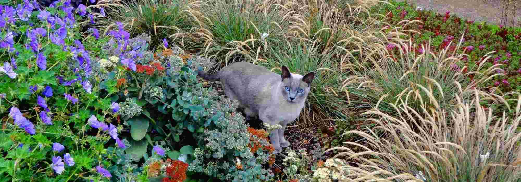 Quels sont les répulsifs efficaces pour éloigner les chats de son jardin ?