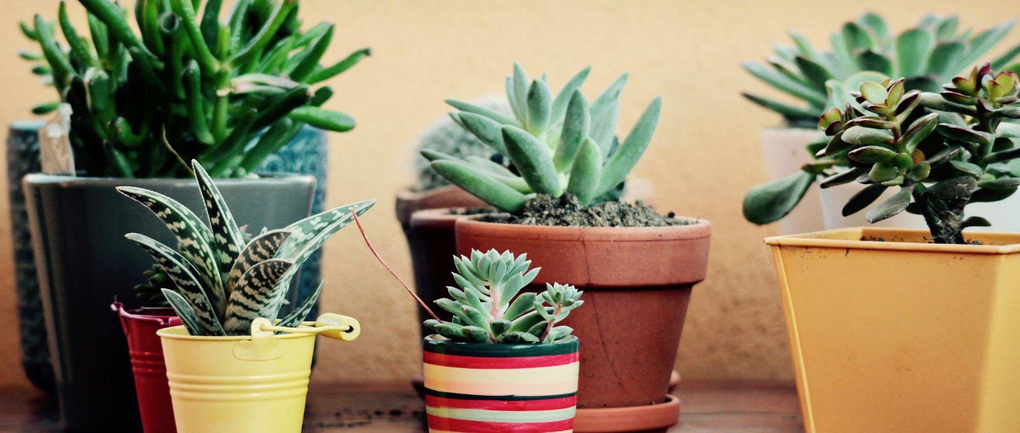 Cactus et plantes grasses d'intérieur : comment les cultiver ?