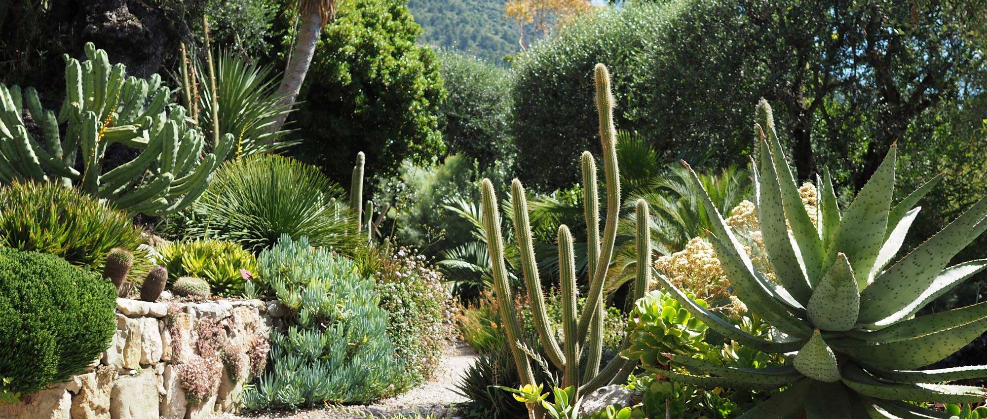 Cactus et Plantes Grasses : Cultiver et Entretenir