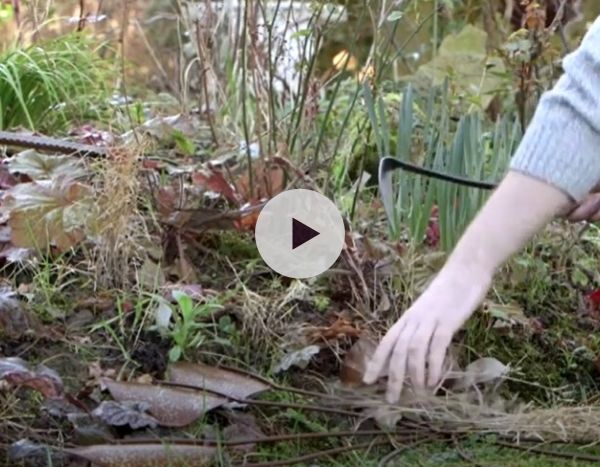 Désherbeur japonais : l'arme fatale du jardinier
