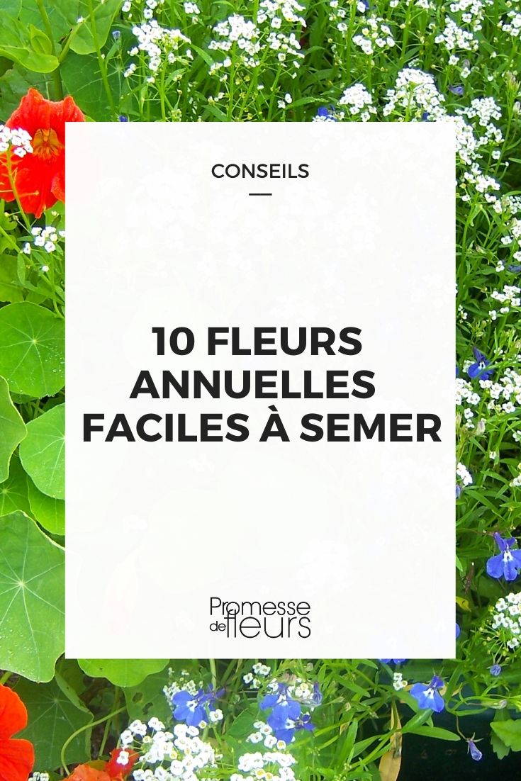 10 fleurs annuelles faciles à semer - Promesse de Fleurs