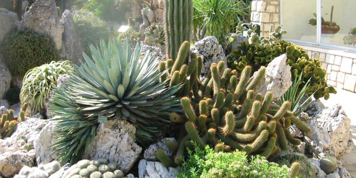https://www.promessedefleurs.com/blogwp/wp-content/uploads/2020/07/Cactus-exterieur-Plantation-rocaille.jpg