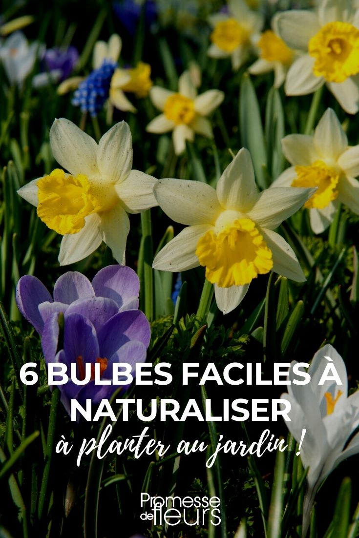 Sempre Avanti, Narcisse à grande couronne, 5 bulbes - Bulbes à fleurs  automne / Narcisses - Samen-Mauser
