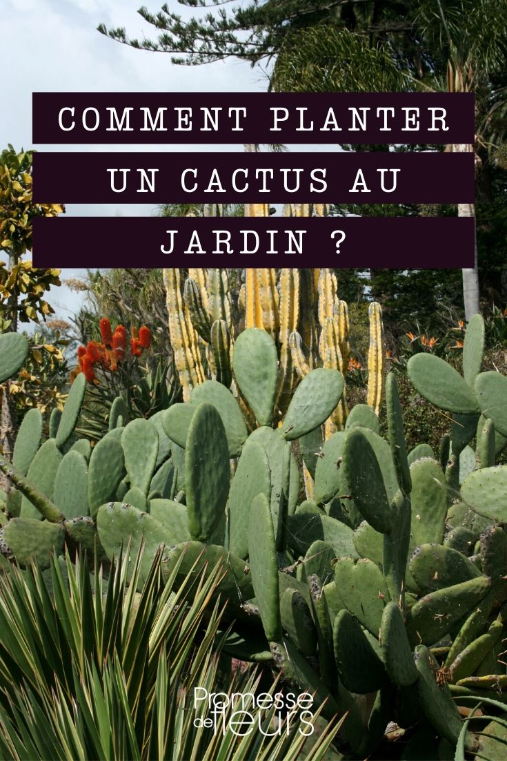 Comment faire un jardin de cactus en 3 étapes [+Exemples]
