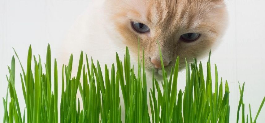 Répulsif pour chat : quels sont les moyens naturels d'éloigner les chats ?