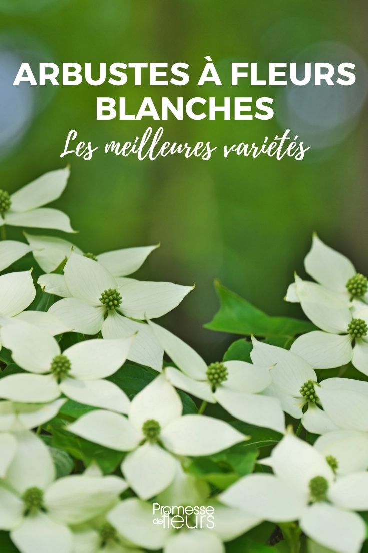7 arbres à fleurs blanches - Promesse de Fleurs