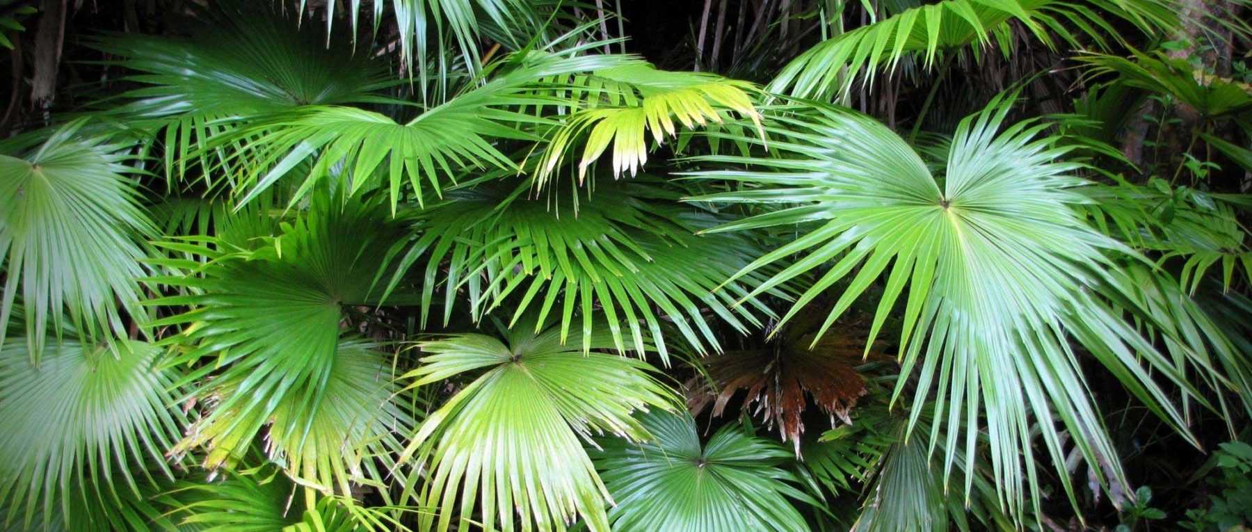Planter et prendre soin du palmier à fruits d'or - Mon Jardin Ideal