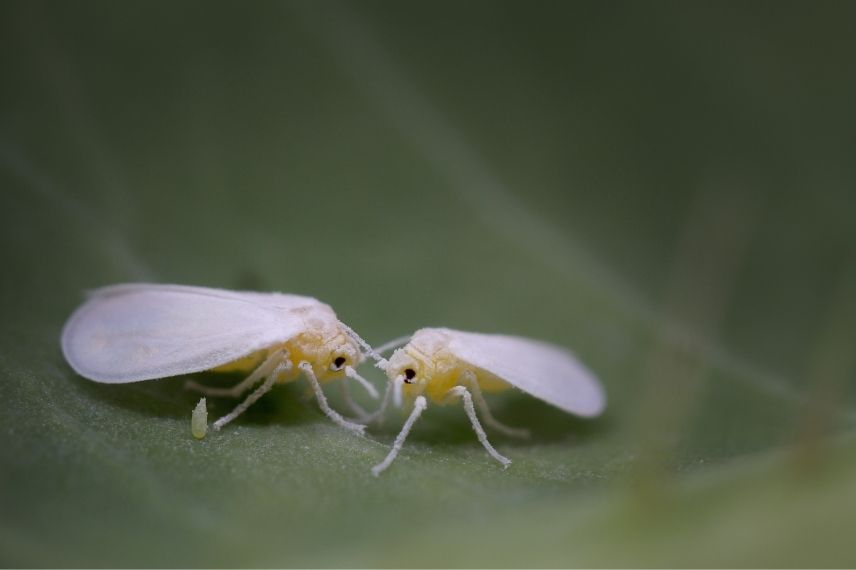 Piège à mouches et insectes volants Fly Cactus de Bloq'Insectes