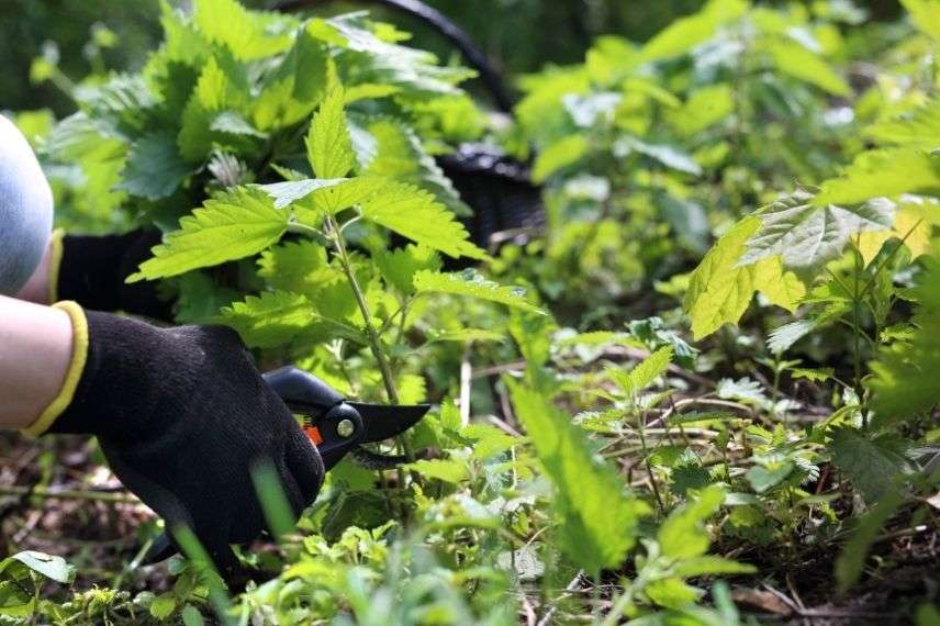 insecticide naturel, purin et décoction