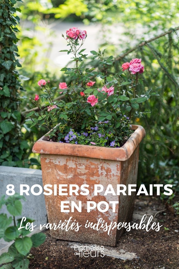 Rosiers pour pot et terrasse : les meilleures variétés !