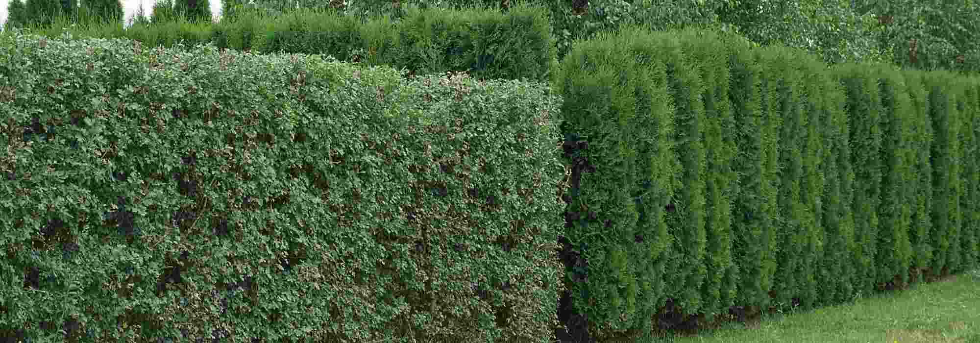 Haie brise vue : 10 arbustes brise-vue efficaces pour retrouver l
