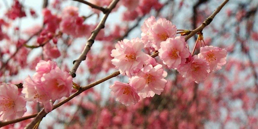 Arbustes pour jardin japonais : les 10 meilleures variétés !