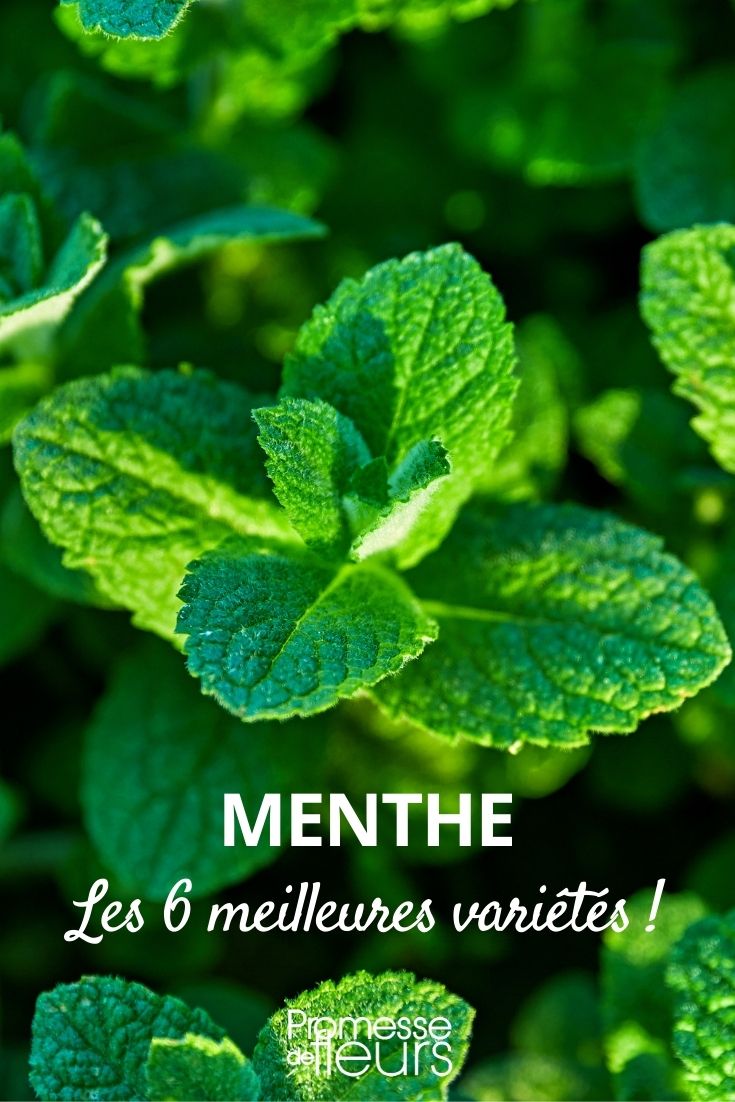 Menthes - La collection, 10 variétés - Fleurir son jardin