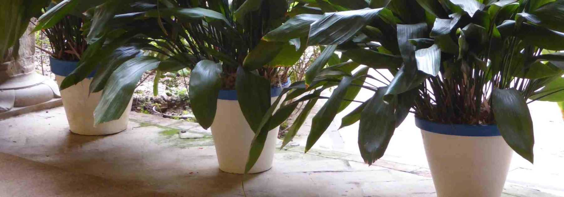 Associer plusieurs plantes dans un pot