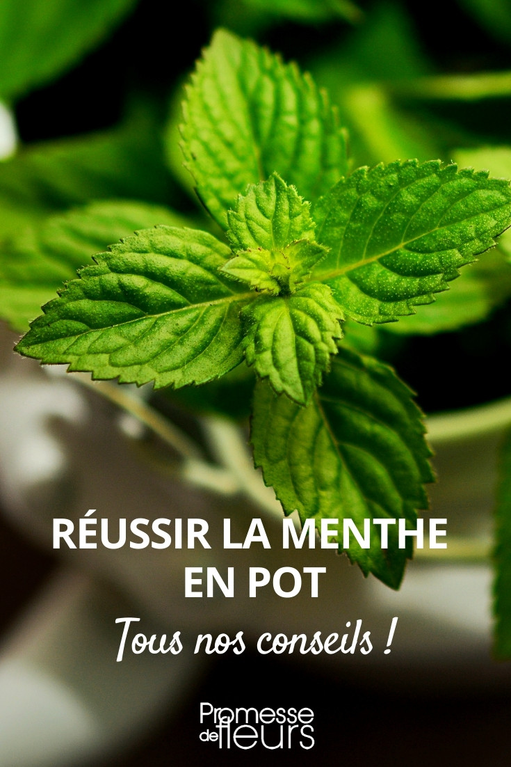 Extrait De Menthe Dans Un Petit Pot Photo stock - Image du herbes