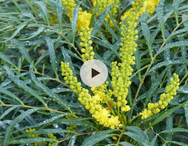 Mahonia 'Soft Caress'