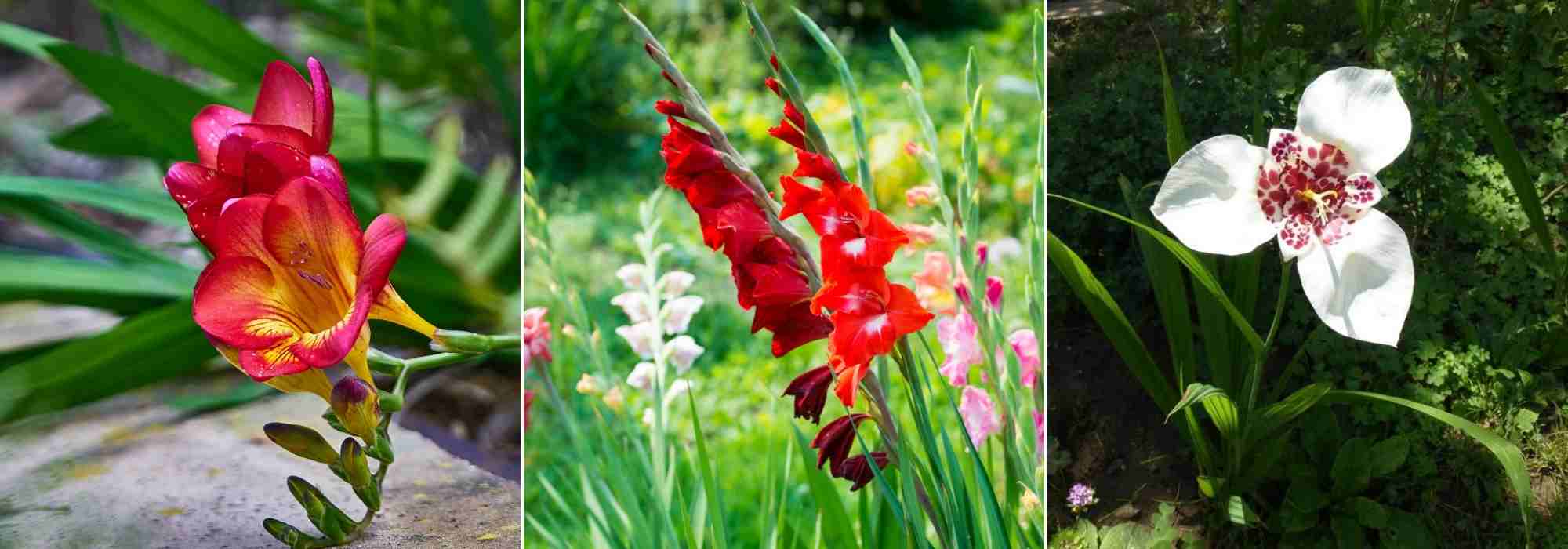 Nos astuces pour bien planter son bulbe à fleurs - Blog de Raviday