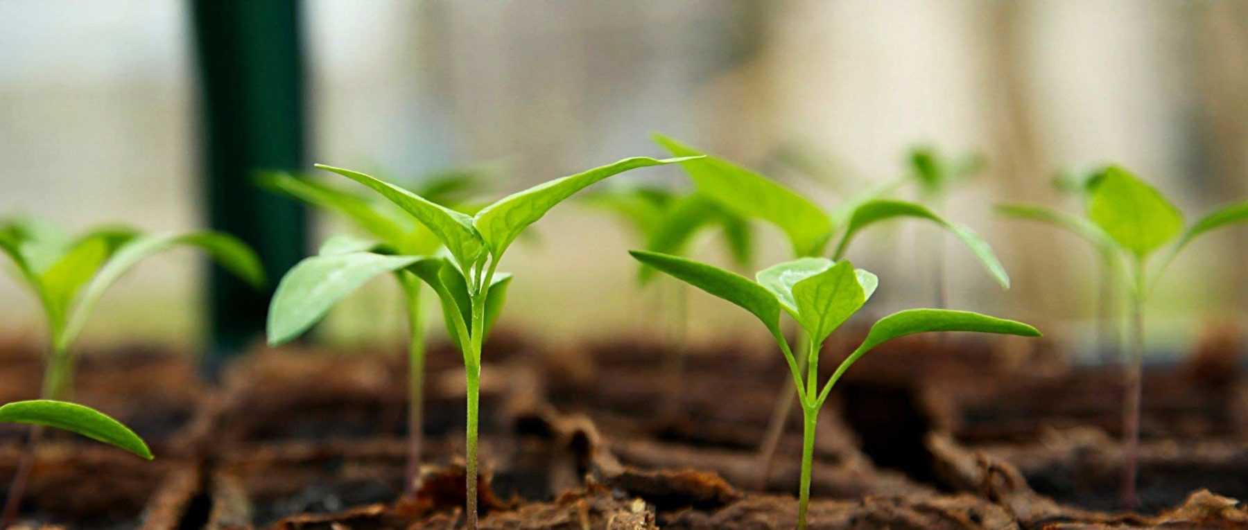 Tapis chauffant : une bonne solution pour protéger ses semis ?