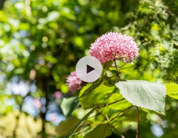 Le Clerodendron bungei