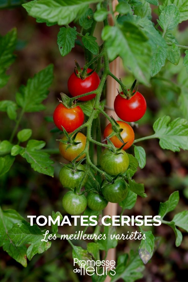 Tomate cerise : les meilleures variétés - Promesse de Fleurs