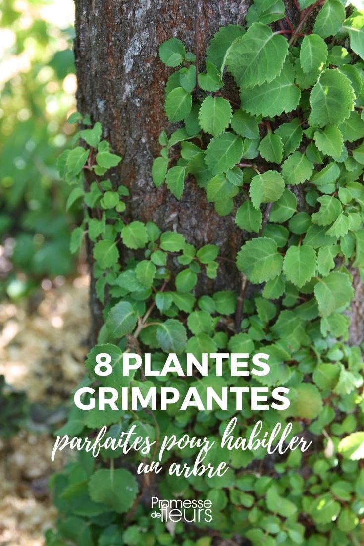 Les plantes grimpantes faciles - Magazine Avantages