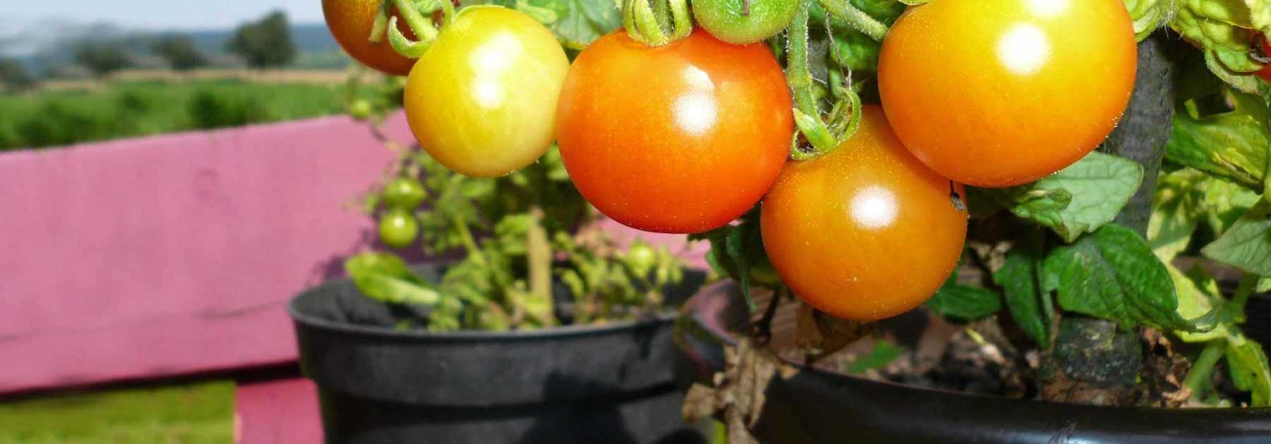 Comment cultiver les tomates - Pépinière Villeneuve