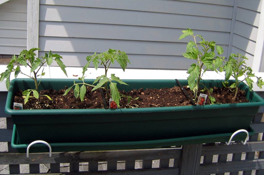 Jeune Plante De Pousse De Tomate Avec Des Feuilles S'élevant Dans Le Pot De  Tourbe Image stock - Image du cultivez, ferme: 120493223