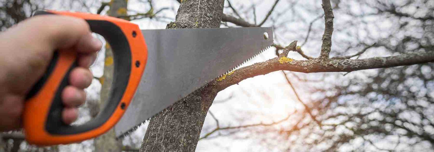 Sécateur coupe-branche - taille et entretien des arbres