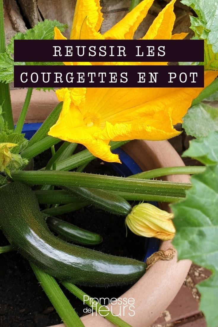 Les 6 meilleures variétés de courgettes bio pour le potager