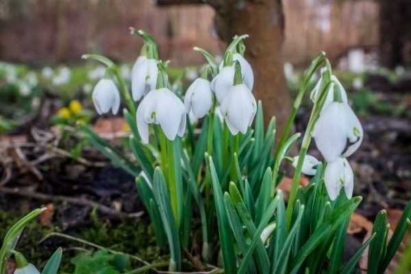 Février 2021 au jardin