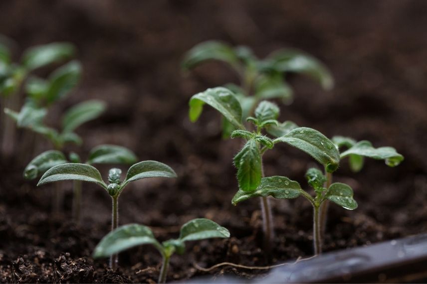 semis et plantations en mars