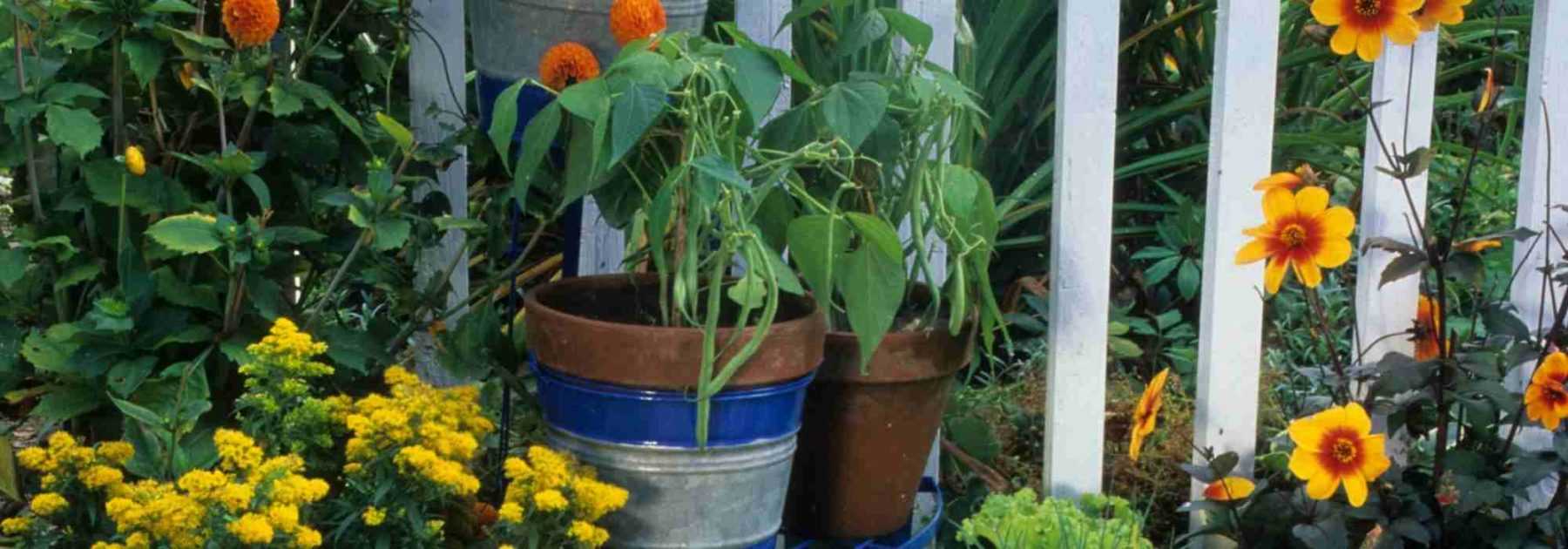 comment bien planter ses graines aromatiques - Conseils Blog Jardin
