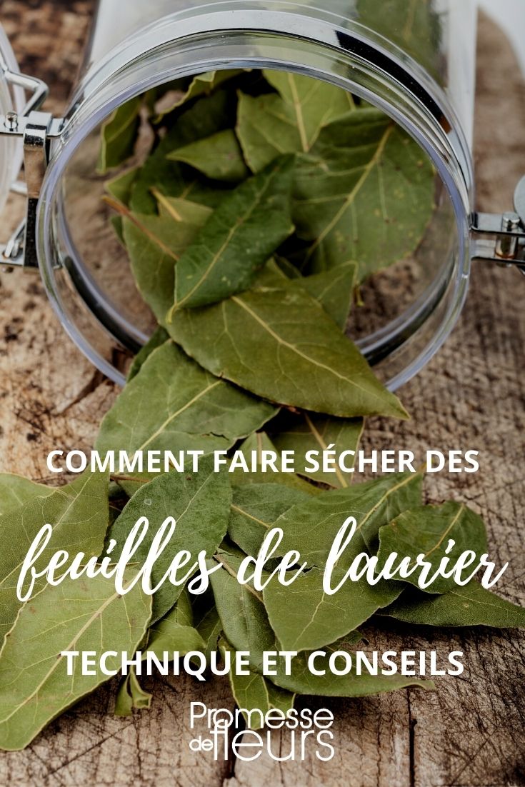 Le Laurier frais - mon-marché.fr