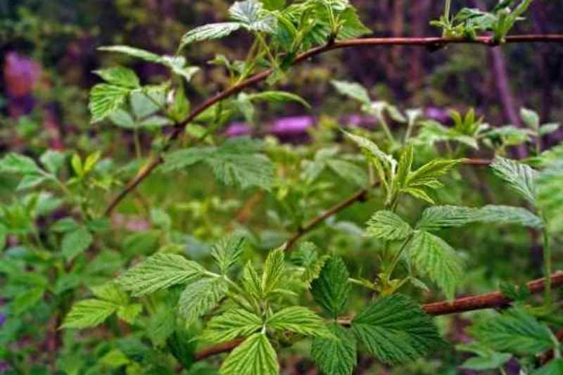 Tisane de feuilles de framboisier : ses 6 bienfaits pour la santé