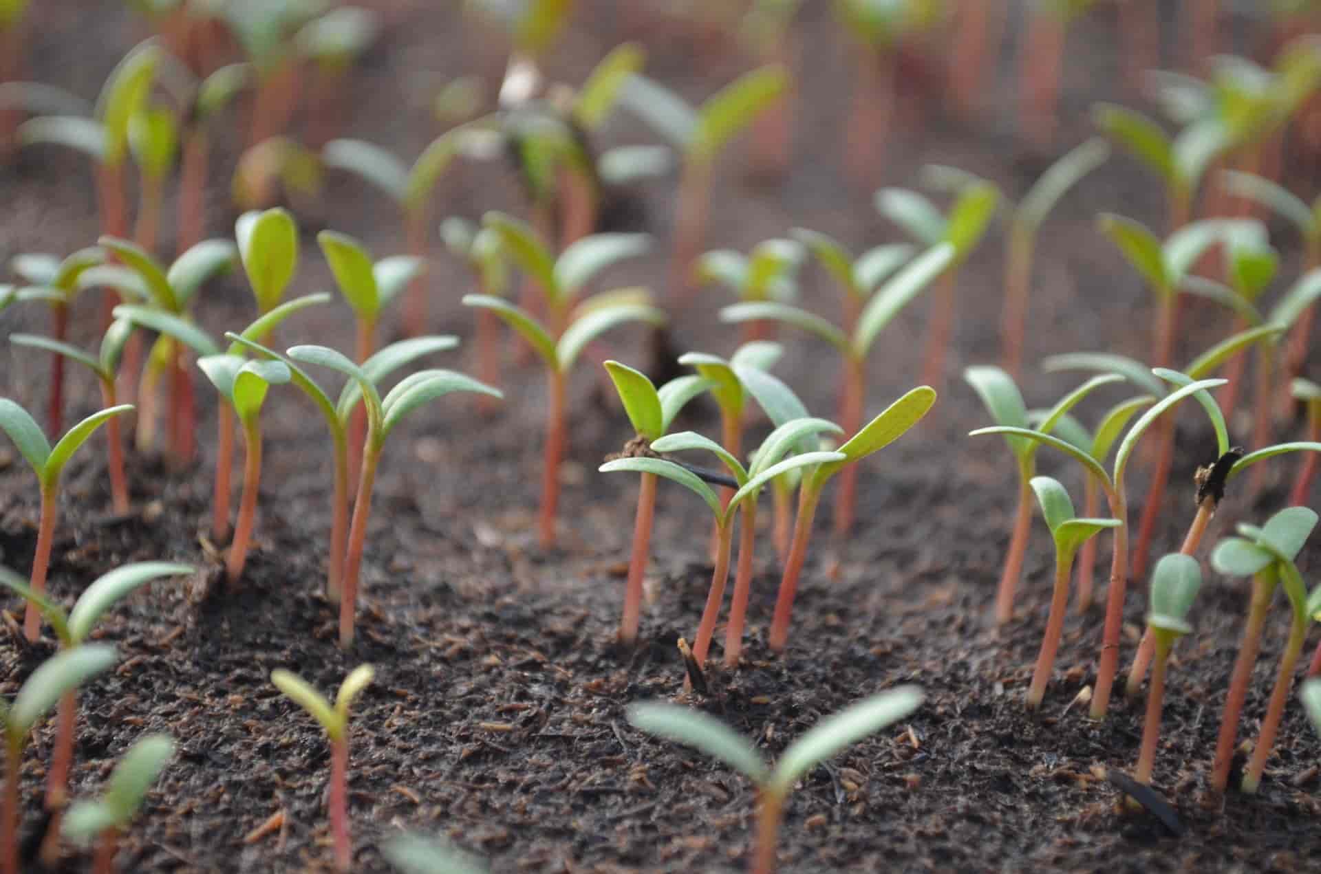 5 règles d'or pour faire germer vos graines - Blog jardinage