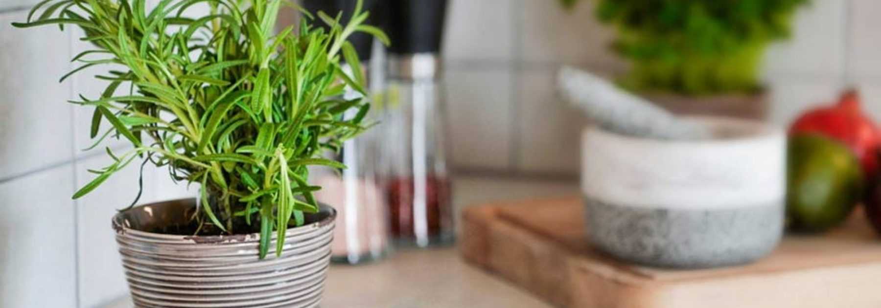 Choisir le bon pot pour vos plantes